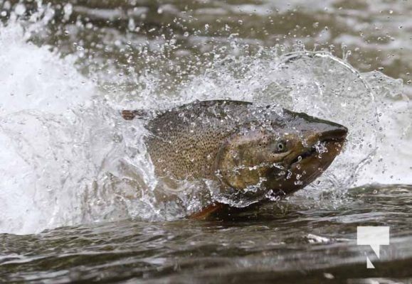 September 4, 2025 Salmon 0640
