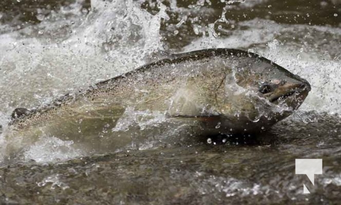 September 4, 2025 Salmon 0641