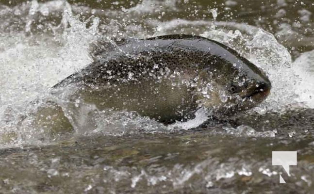 September 4, 2025 Salmon 0642