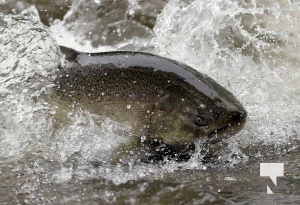 September 4, 2025 Salmon 0643