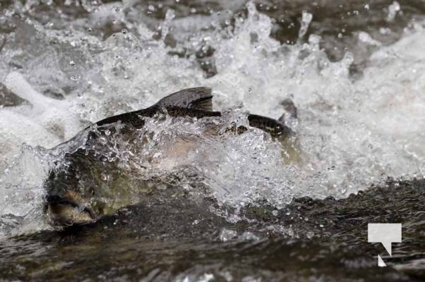September 4, 2025 Salmon 0644