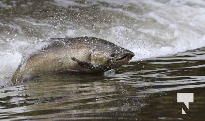 September 4, 2025 Salmon 0645
