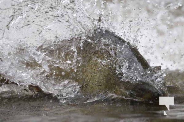 September 4, 2025 Salmon 0646