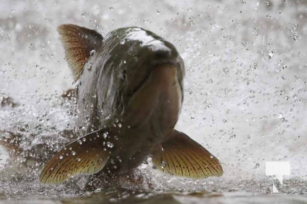 September 4, 2025 Salmon 0647