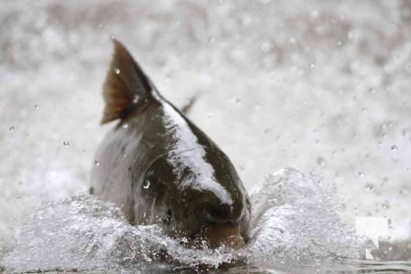 September 4, 2025 Salmon 0648