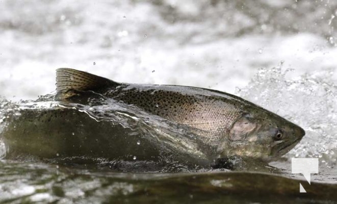 September 4, 2025 Salmon 0652