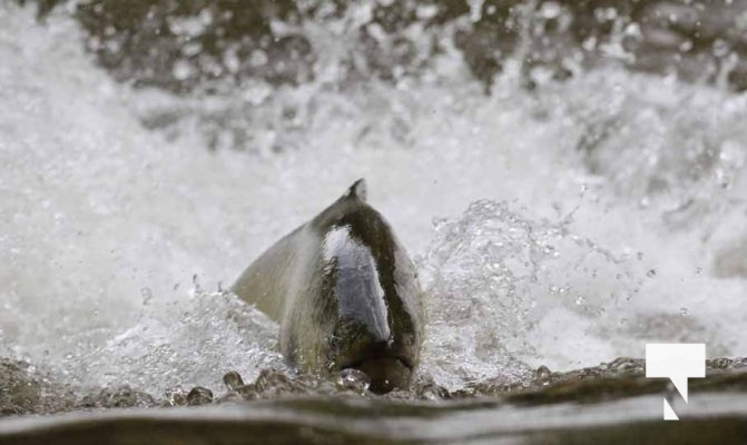 September 4, 2025 Salmon 0653