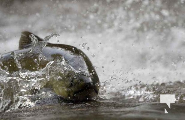 September 4, 2025 Salmon 0657