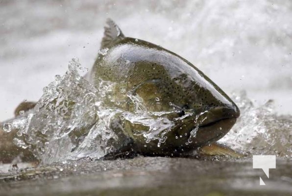 September 4, 2025 Salmon 0658