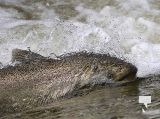 September 5, 2025 Salmon 0661