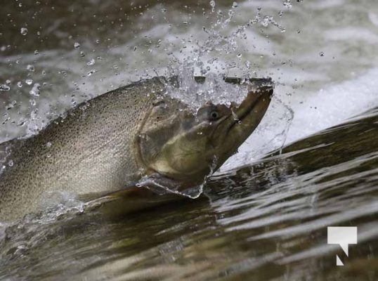 September 5, 2025 Salmon 0663