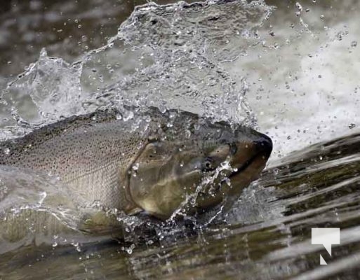 September 5, 2025 Salmon 0664