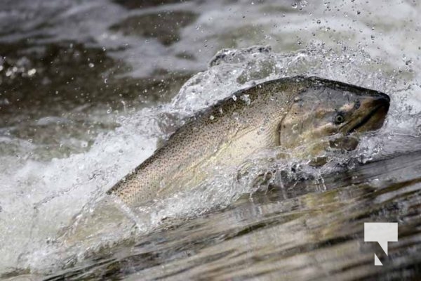 September 5, 2025 Salmon 0665