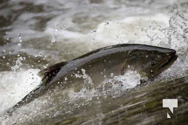 September 5, 2025 Salmon 0666