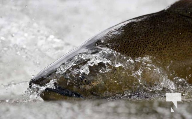 September 5, 2025 Salmon 0667
