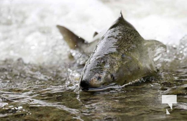 September 5, 2025 Salmon 0668