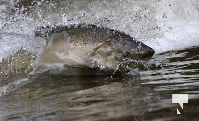 September 5, 2025 Salmon 0669