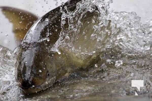 September 5, 2025 Salmon 0670