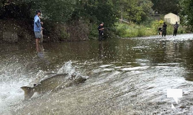 September 5, 2025 Salmon 0672