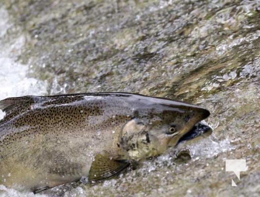 September 5, 2025 Salmon 0676