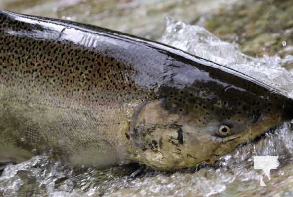 September 5, 2025 Salmon 0677