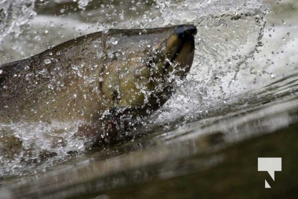September 5, 2025 Salmon 0679