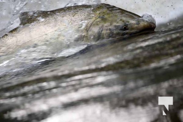 September 5, 2025 Salmon 0680