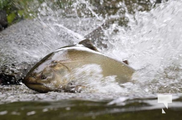 September 5, 2025 Salmon 0681