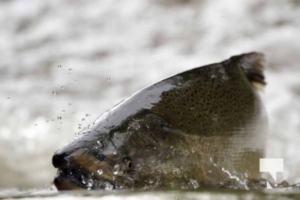 September 5, 2025 Salmon 0682