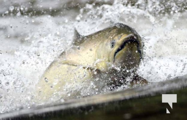 September 5, 2025 Salmon 0686