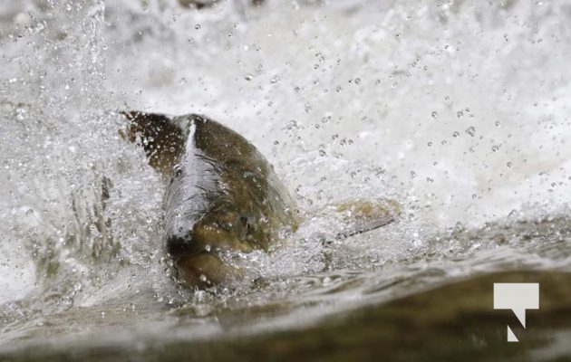 September 5, 2025 Salmon 0688