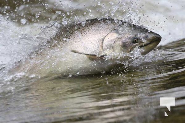 September 5, 2025 Salmon 0690