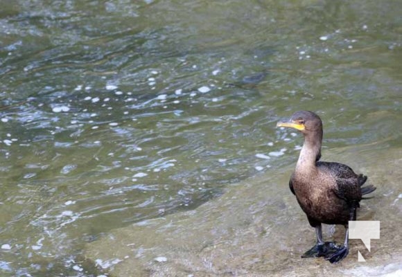 September 6, 2025 Cormorant 0779