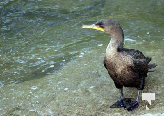 September 6, 2025 Cormorant 0780