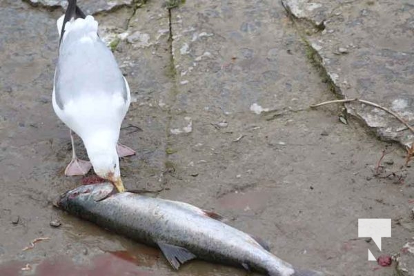 September 6, 2025 Salmon Port Hope 0728