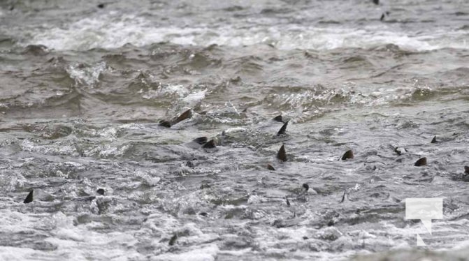September 6, 2025 Salmon Port Hope 0729