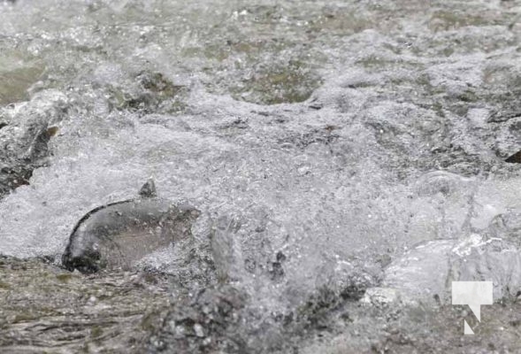 September 6, 2025 Salmon Port Hope 0730