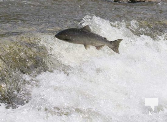 September 6, 2025 Salmon Port Hope 0733