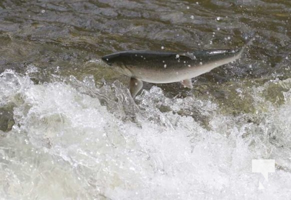 September 6, 2025 Salmon Port Hope 0735