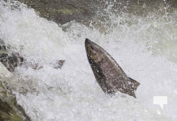 September 6, 2025 Salmon Port Hope 0736