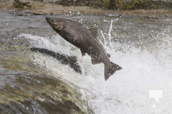 September 6, 2025 Salmon Port Hope 0737
