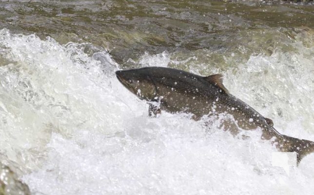 September 6, 2025 Salmon Port Hope 0738