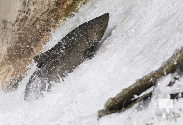 September 6, 2025 Salmon Port Hope 0740