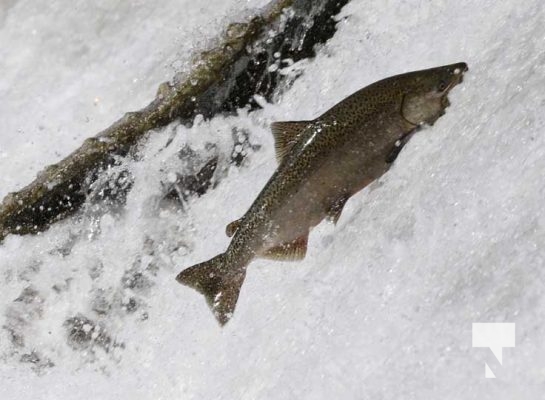 September 6, 2025 Salmon Port Hope 0741