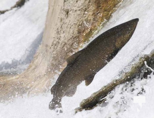 September 6, 2025 Salmon Port Hope 0742