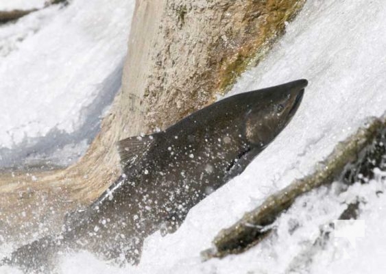 September 6, 2025 Salmon Port Hope 0743