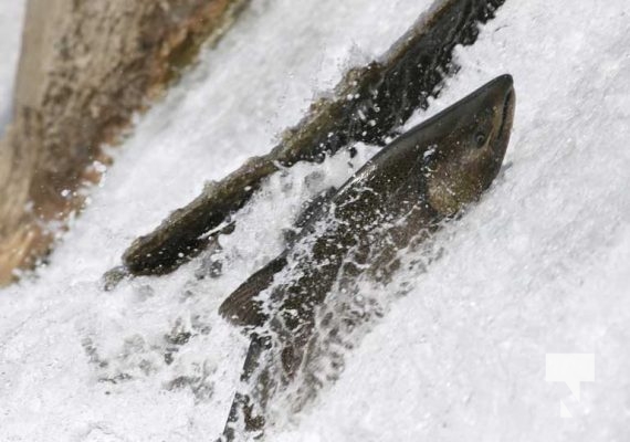 September 6, 2025 Salmon Port Hope 0744