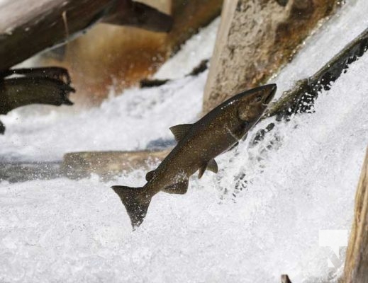 September 6, 2025 Salmon Port Hope 0746