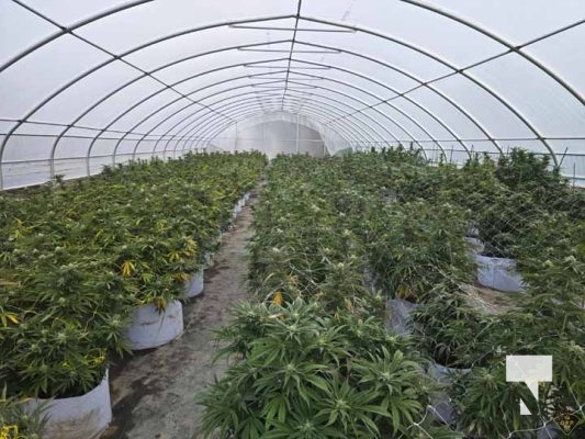 Illicit Cannabis 1