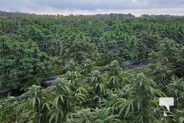Illicit Cannabis 2